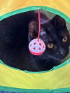 Char & Tippy:bonded (FCID 11/19/25-81,9/8/25-18) - Photo 3