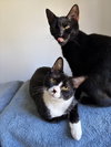 Char & Tippy:bonded (FCID 11/19/25-81,9/8/25-18) - Photo 2