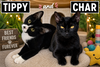 Char & Tippy:bonded (FCID 11/19/25-81,9/8/25-18) - Photo 1