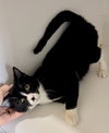 Tippy (FCID# 09/08/2025 - 18) C - Photo 2