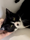 Tippy (FCID# 09/08/2025 - 18) C - Photo 3