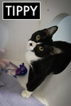 Tippy (FCID# 09/08/2025 - 18) C - Photo 1