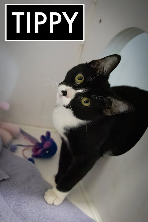 TIPPY (FCID# 09/08/2025 - 18) C - Domestic Short Hair / Tuxedo available for adoption