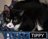 Tippy (FCID# 09/08/2025 - 18) C - Photo 4