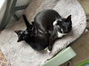 Tippy & Char:bonded (FCID 9/08/25-18, 11/19/25-81) - Photo 9