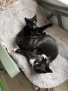Tippy & Char:bonded (FCID 9/08/25-18, 11/19/25-81) - Photo 7