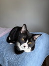 Tippy & Char:bonded (FCID 9/08/25-18, 11/19/25-81) - Photo 3