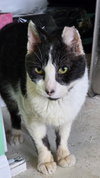 Dennis (FCID# 11/06/2025 - 26) - Photo 1
