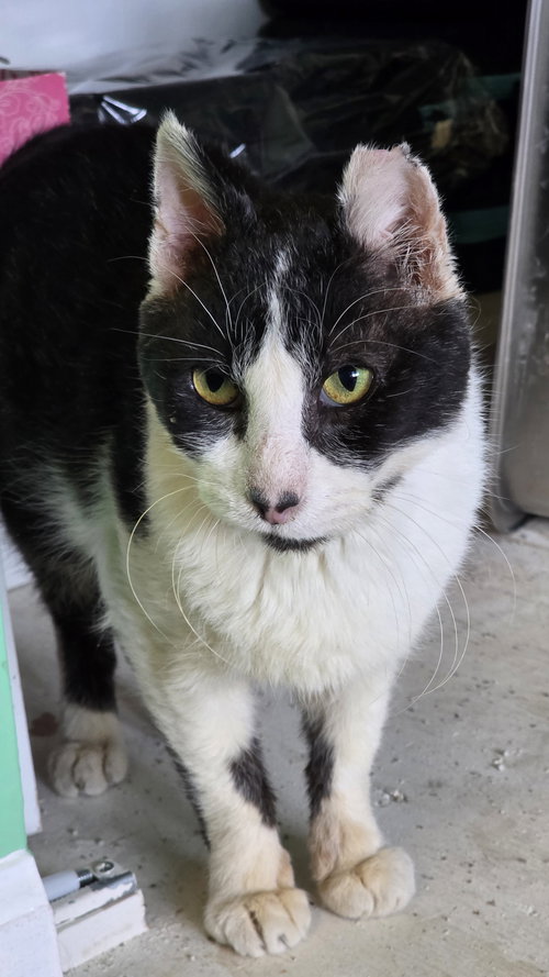 DENNIS (FCID# 11/06/2025 - 26) - Domestic Short Hair available for adoption