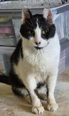 Dennis (FCID# 11/06/2025 - 26) - Photo 2