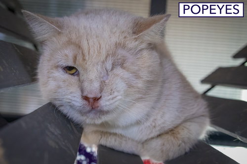 POPEYES (FCID# 11/17/2025 - 20) - Domestic Short Hair / Tabby available for adoption
