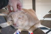 Popeyes (FCID# 11/17/2025 - 20) - Photo 1