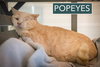 Popeyes (FCID# 11/17/2025 - 20) - Photo 3