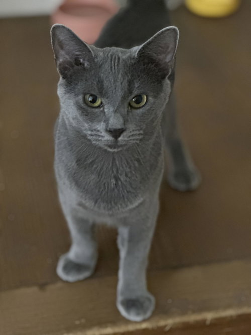 OTTO (FCID# 07/28/2025 - 59) - Domestic Short Hair available for adoption