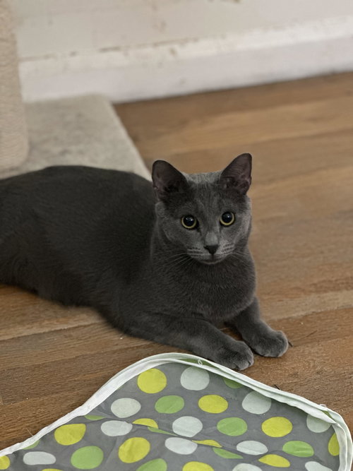 OTTO (FCID# 07/28/2025 - 59) C - Domestic Short Hair available for adoption