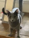 Otto (FCID# 07/28/2025 - 59) C - Photo 3
