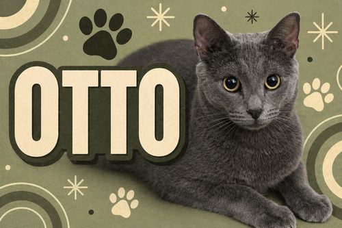 OTTO (FCID# 07/28/2025 - 59) C - Domestic Short Hair available for adoption