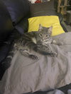 Pepper (FCID# 08/11/2025 - 23) C - Photo 4