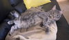 Pepper (FCID# 08/11/2025 - 23) C - Photo 1