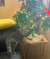Pepper (FCID# 08/11/2025 - 23) C - Photo 2