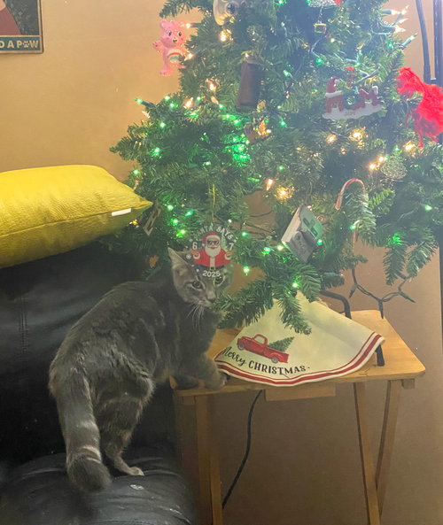 PEPPER (FCID# 08/11/2025 - 23) C - Tabby available for adoption