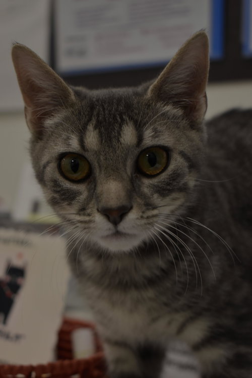 CHARLOTTE (FCID# 12/03/2025 - 74 MIDDLETOWN PS) C - Tabby available for adoption