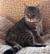 Crumble (FCID# 05/08/2025 - 26) C - Photo 1