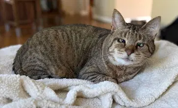 Crumble Fcid  -  C - Tabby