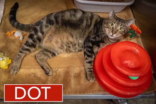 DOT (FCID# 07/15/25-575) - Domestic Short Hair available for adoption