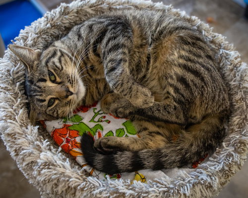 CHRISTIAN (FCID# 12/01/2025 - 65 TRAINER) - Tabby available for adoption