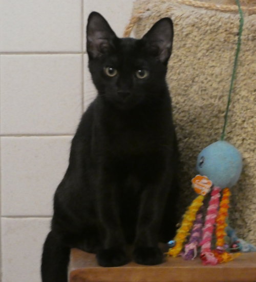 WANDER, WILLOW GROVE AREA, (FCID# 07/11/2025-140) - Domestic Short Hair available for adoption