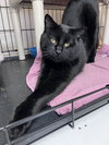 Duke, Willow Grove PA (FCID# 11/18/25-129) C - Photo 2