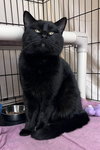 Duke, Willow Grove PA (FCID# 11/18/25-129) C - Photo 3