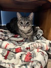 Celine, Willow Grove PA, (FCID 11/18/2025-111) - Photo 2