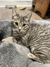 Celine, Willow Grove PA, (FCID 11/18/2025-111) - Photo 1