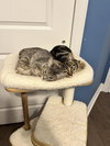 Celine, Willow Grove PA, (FCID 11/18/2025-111) - Photo 4