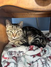 Shanaya, Willow Grove PA, (FCID 11/18/2025-112) - Photo 1
