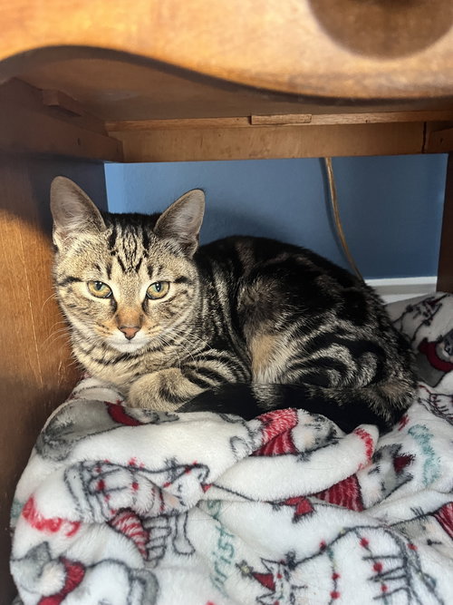 SHANAYA, WILLOW GROVE PA, (FCID 11/18/2025-112) - Tabby available for adoption