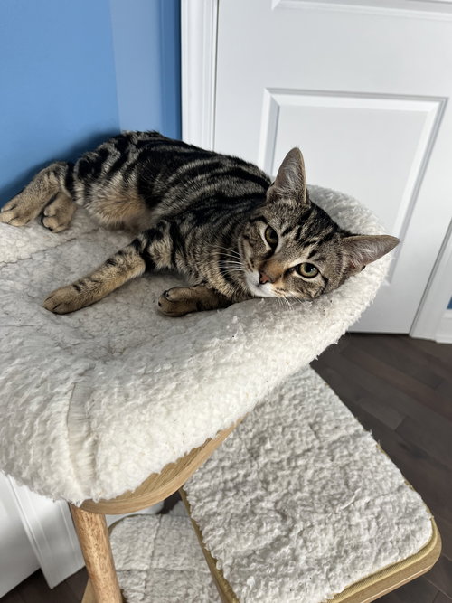 SHANAYA, WILLOW GROVE PA, (FCID 11/18/2025-112) - Tabby available for adoption
