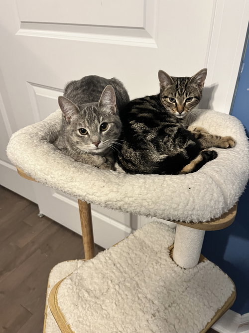 SHANAYA, WILLOW GROVE PA, (FCID 11/18/2025-112) - Tabby available for adoption
