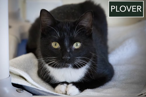 PLOVER (FCID# 12/10/2025 - 25) - Domestic Short Hair available for adoption