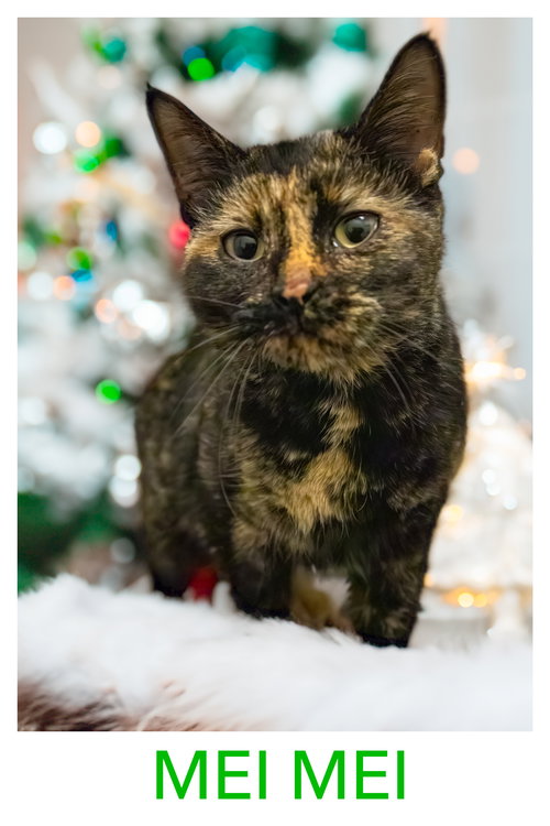 MEI MEI (FCID# 12/10/2025 - 32 BRANDYWINE PS) - Tortoiseshell available for adoption