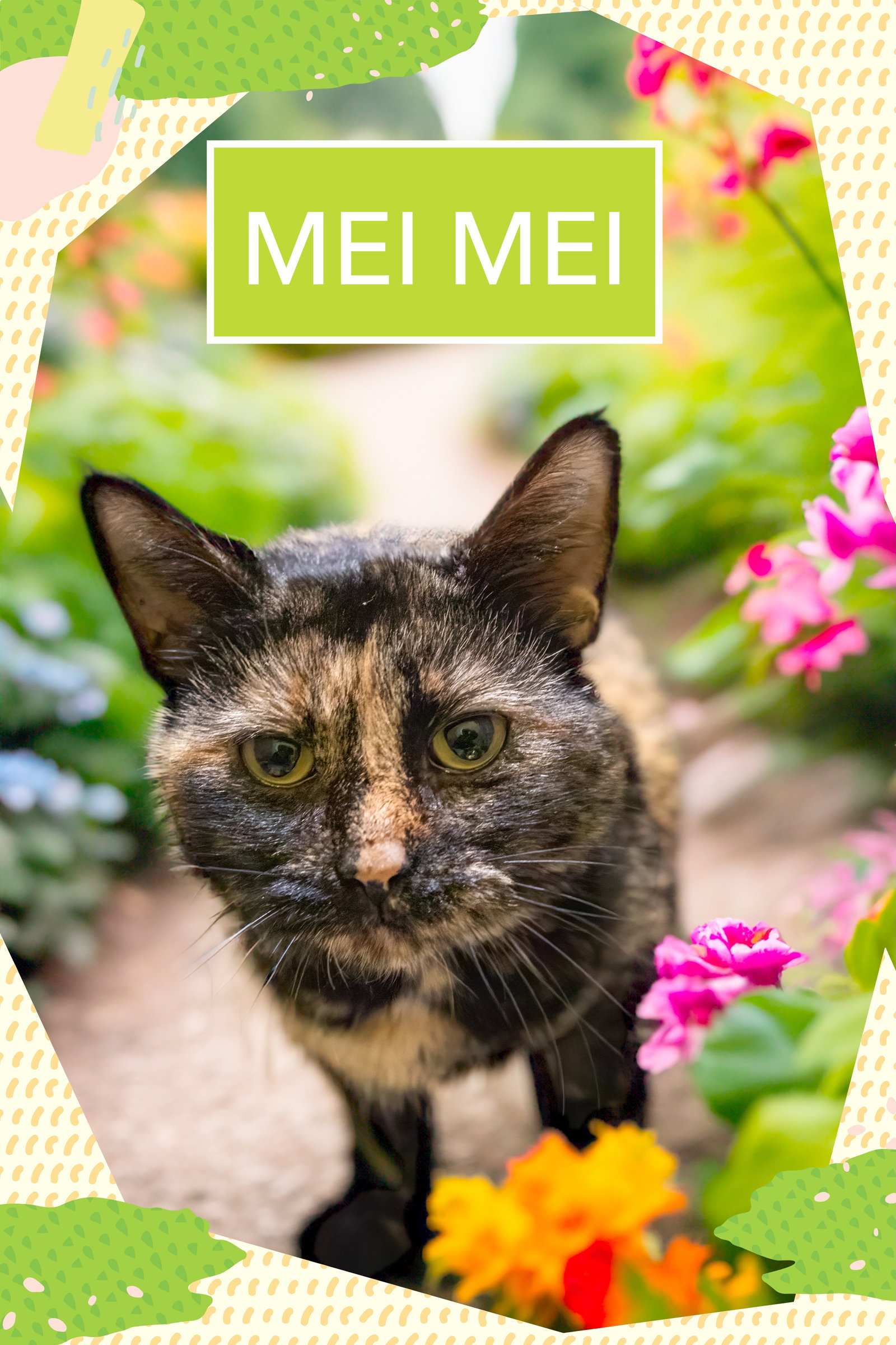 Mei Mei (FCID# 12/10/2025 - 32 Brandywine PS) Image