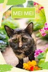Mei Mei (FCID# 12/10/2025 - 32 Brandywine PS) - Photo 1