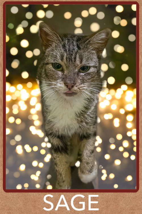 SAGE (FCID# 12/10/2025 - 24 MILLSBORO PS) - Tabby / Tuxedo available for adoption