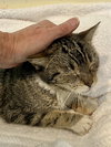 Sage (FCID# 12/10/2025 - 24 Millsboro PS) - Photo 3