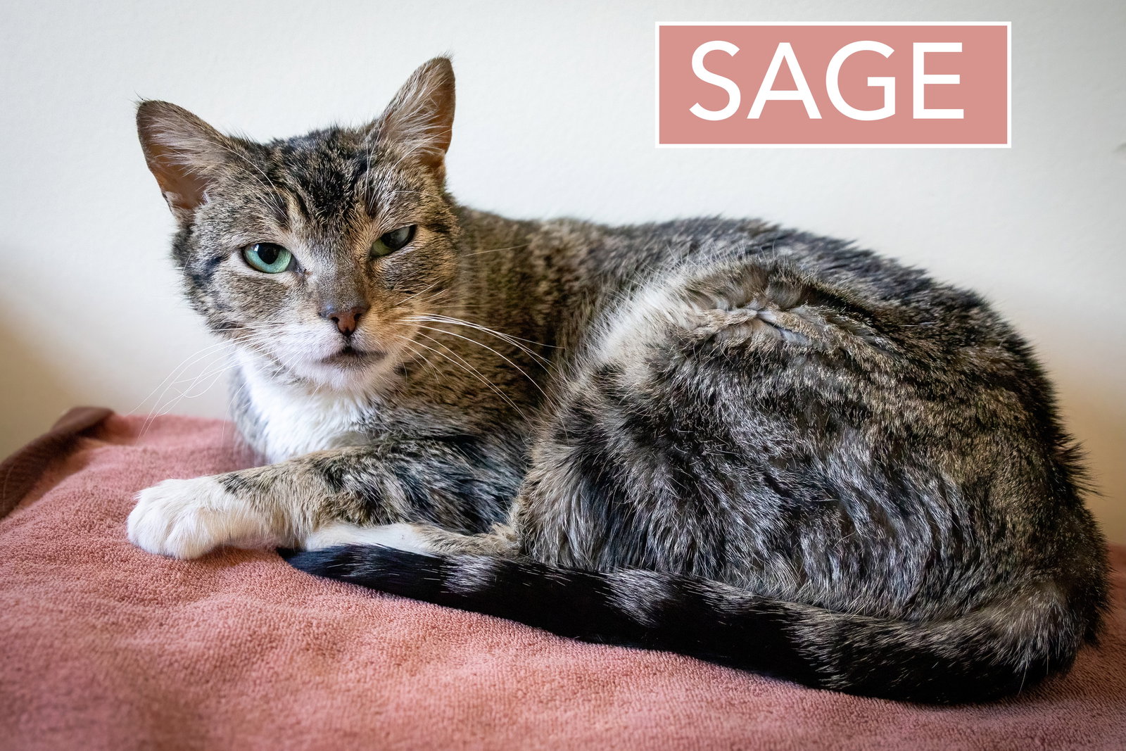 Sage (FCID# 12/10/2025 - 24 Millsboro PS) Image