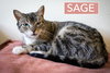 Sage (FCID# 12/10/2025 - 24 Millsboro PS) - Photo 1