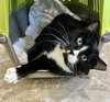Baez (FCID# 11/06/2025 - 31) Christiana Petsmart - Photo 3