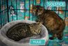 Twilight & Solstice: Bonded (FCID# 01/28/26 - 3,2) - Photo 3